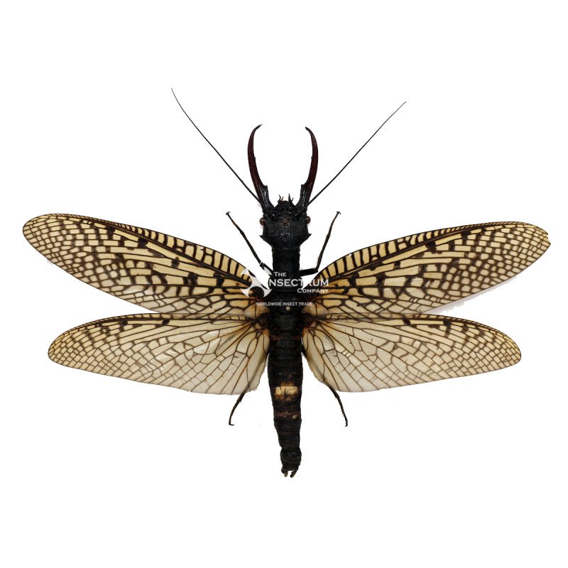 コエポン　Acanthacorydalis fruhstorferi ACANTHACORYDALIS FRUHSTORFERI